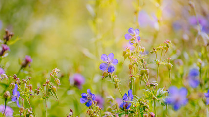 Blue wildflowers in a summer meadow on a sunny day