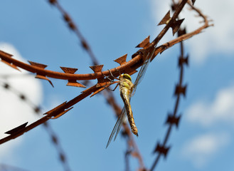 Dragonfly Anisoptera is sitting on rusty razor wire.