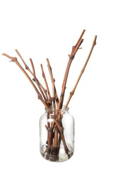 The process of growing grapes saplings from the vine.