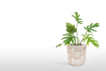Adam's Rib Plant flowerpot isolated on white background.