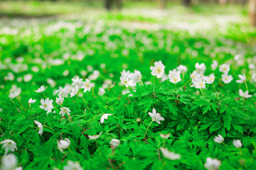 The first beautiful delicate white flowers in the spring forest. Background of young greens.