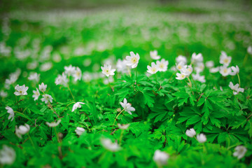 The first beautiful delicate white flowers in the spring forest. Background of young greens.