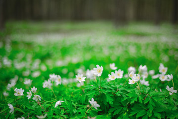 The first beautiful delicate white flowers in the spring forest. Background of young greens.