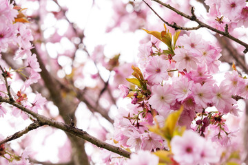 Beautiful, Spring Japanese cherry blossom close up