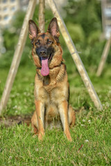 German shepherd in the summer