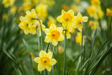 Beautiful, fresh yellow daffodils growing in the park with bokeh lights, macro shot