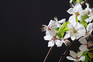 Blooming bird cherry branch with white flowers on a black background
