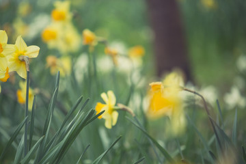 Fototapeta premium Beautiful, fresh yellow daffodils growing in the park with bokeh lights, macro shot