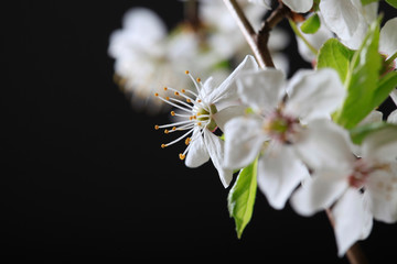 Obraz na płótnie Canvas Blooming bird cherry branch with white flowers on a black background