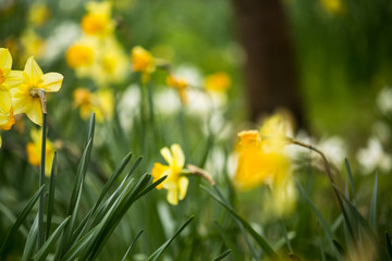 Beautiful, fresh yellow daffodils growing in the park with bokeh lights, macro shot