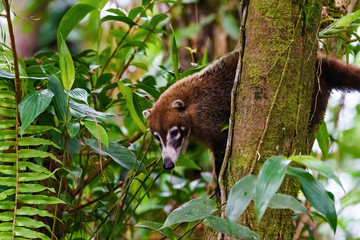 Ring-Tailed Coati (Nasua nasua rufa) up a tree, taken in Costa Rica