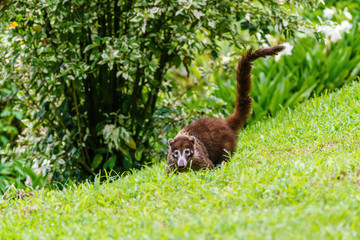 Ring-Tailed Coati (Nasua nasua rufa) on lawn, looking at camera, taken in Costa Rica