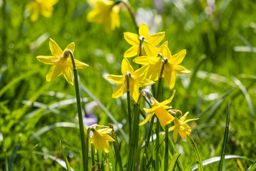Fototapeta premium Beautiful, fresh yellow daffodils growing in the park with bokeh lights, macro shot