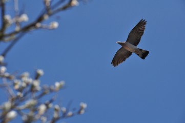 Taube im Flug zur Frühlingszeit