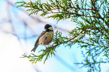 Coal tit (Periparus ater)  perched on a conifer, taken in London, England