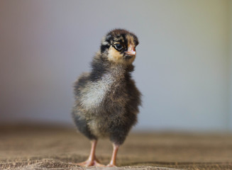 Brown and black baby chick