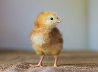 Small yellow baby chick