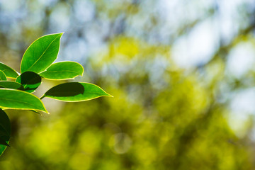 Green leaves with bokeh lights Spring background
