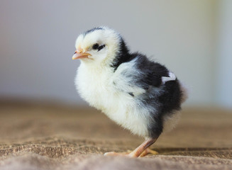 Black and white chick