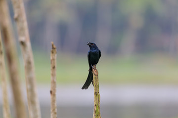 Black drongo.black drongo is a small Asian passerine bird of the drongo family Dicruridae.