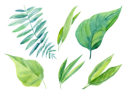 Jungle botanical watercolor illustrations, floral elements. Palm leaves and other. Tropical leaves set