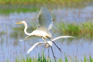 Great white egret (Ardea alba) - white heron