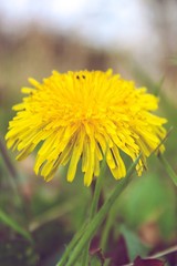 yellow dandelions in the grass