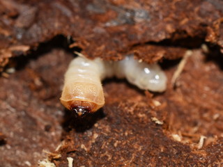 closeup, long horned beetle, longhorn, zoology, coleoptera, longhorn beetle, rotten, wooden, hole, worm, larva tunnels, hardwood, woodwork, bark, trunks, decompose, damage, environment, larva, pest, b