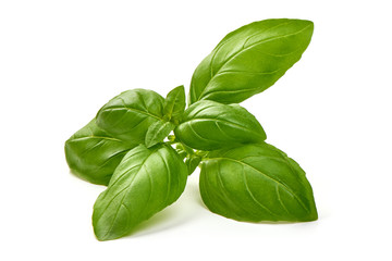 Fresh basil leaves, isolated on white background