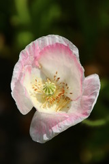 Obraz premium ポピー