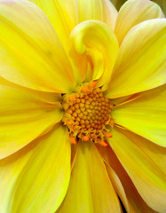 Yellow flower close-up. Beautiful summer background.