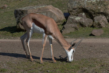 Antilope