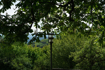 Chestnut tree that blooms in spring in Bavaria