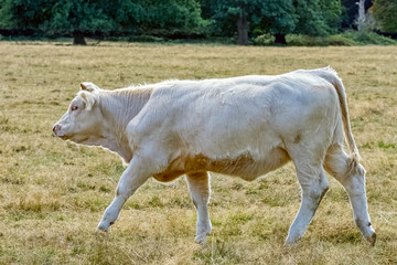 Charolais cattle - young bulls on British farm
