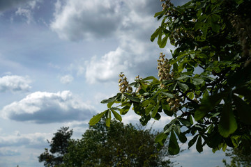 Chestnut tree that blooms in spring in Bavaria