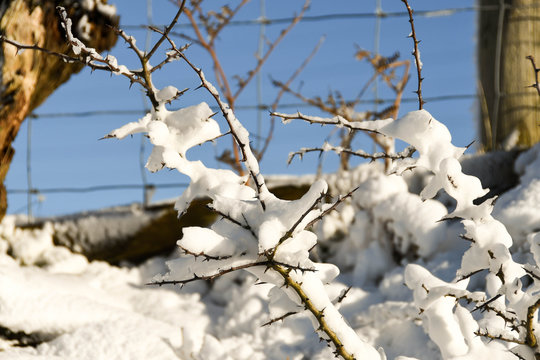 Close up of snow covered branches on a thorny tree