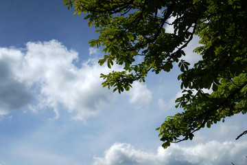 Chestnut tree that blooms in spring in Bavaria
