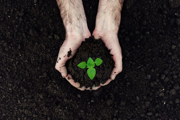 
The farmer holds in his hands a handful of land in which grows a green plant, the working hands of the farmer