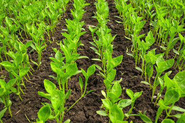 Seedlings of vegetables in a film greenhouse.
