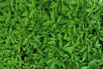 Seedlings of vegetables in a film greenhouse.