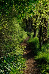 Obraz premium Waldweg