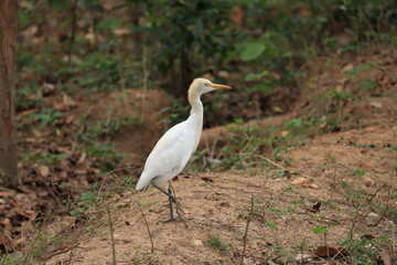 Fototapeta premium stork on a field