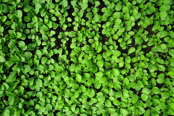Seedlings of vegetables in a film greenhouse.