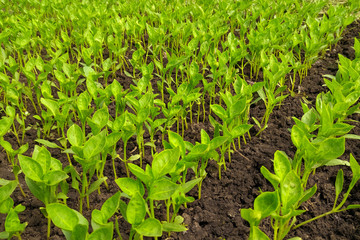Seedlings of vegetables in a film greenhouse.