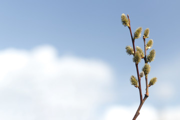 Fototapeta premium Salix caprea (goat willow, also known as the pussy willow or great sallow) is a common species of willow native to Europe. Willow (Salix caprea) branches with buds blossoming in early spring