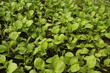 Seedlings of vegetables in a film greenhouse.