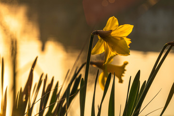 Wiosenne żonkile w świetle wschodzącego słońca. Żonkile nad brzegiem rzeki, słońce świeci za nimi, złota barwa