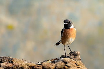 tarabilla europea posada en un tronco con líquenes (Saxicola rubicola)  Casares Andalucía España
