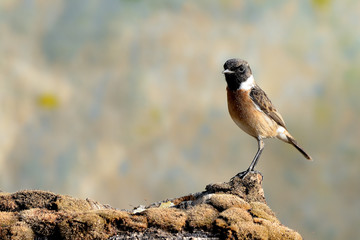  tarabilla europea posada en un tronco con musgo (Saxicola rubicola)  Casares Andalucía España