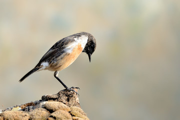  tarabilla europea posada en un tronco con musgo (Saxicola rubicola)  Casares Andalucía España